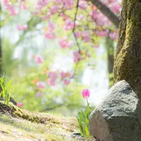 となみチューリップフェアの写真・動画_image_12283