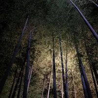 高台寺の写真・動画_image_12291