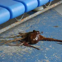 鳥羽水族館の写真・動画_image_12327