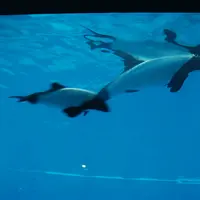 鳥羽水族館の写真・動画_image_12328