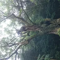 武雄神社（武雄五社大明神）の写真・動画_image_125858