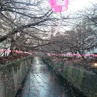 目黒川の写真・動画_image_125863