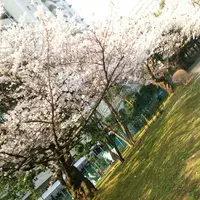 光が丘の写真・動画_image_125865