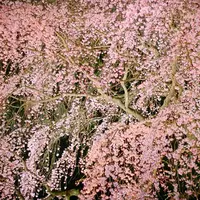 六義園の写真・動画_image_126869