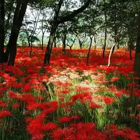 巾着田公園入り口の写真・動画_image_126993