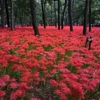 巾着田公園入り口の写真・動画_image_126995