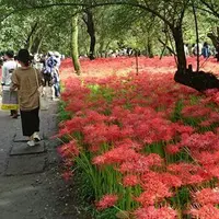 巾着田公園入り口の写真・動画_image_126996