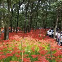 巾着田公園入り口の写真・動画_image_126997