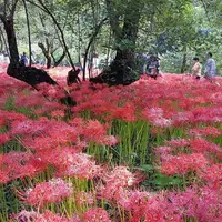 巾着田公園入り口の写真・動画_image_126998