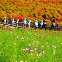 国営ひたち海浜公園の写真・動画_image_127023