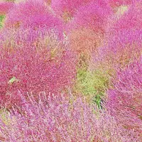国営ひたち海浜公園の写真・動画_image_127024