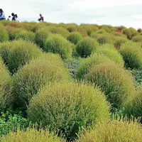 国営ひたち海浜公園の写真・動画_image_127026