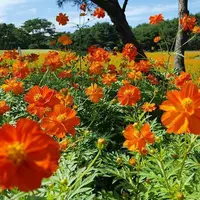 国営ひたち海浜公園の写真・動画_image_127034