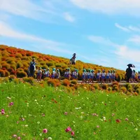 国営ひたち海浜公園の写真・動画_image_127036