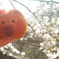 けやき庵 阿佐ヶ谷店 （旧店名：聖庵）の写真・動画_image_127359