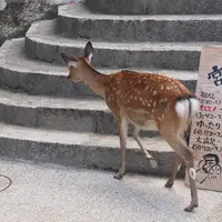 宮島（厳島）の写真・動画_image_12765