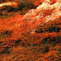 不動堂の写真・動画_image_12778