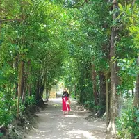 備瀬のフクギ並木の写真・動画_image_127781