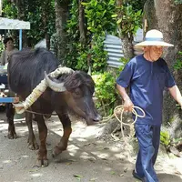 備瀬のフクギ並木の写真・動画_image_127782