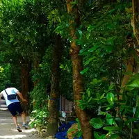 備瀬のフクギ並木の写真・動画_image_127783