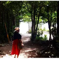 備瀬のフクギ並木の写真・動画_image_127784