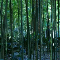 浄智寺の写真・動画_image_127820