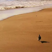 七里ヶ浜の写真・動画_image_127910