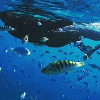 小浜島の写真・動画_image_128112