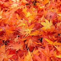 国営昭和記念公園の写真・動画_image_128514