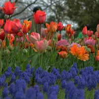 国営昭和記念公園の写真・動画_image_128519