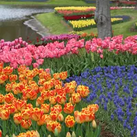 国営昭和記念公園の写真・動画_image_128520