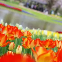 国営昭和記念公園の写真・動画_image_128524