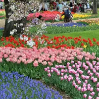 国営昭和記念公園の写真・動画_image_128525