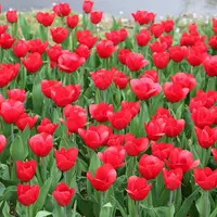 国営昭和記念公園の写真・動画_image_128526