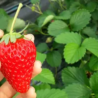 伊豆下田なごみ果園の写真・動画_image_130611