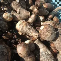 水郷のさとまるやまの写真・動画_image_13083