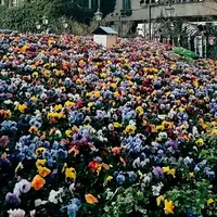 白い恋人パークの写真・動画_image_133003