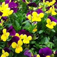 西宮市北山緑化植物園の写真・動画_image_133682