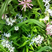 西宮市北山緑化植物園の写真・動画_image_133683