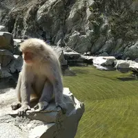 地獄谷野猿公苑の写真・動画_image_134023