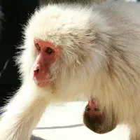 地獄谷野猿公苑の写真・動画_image_134024