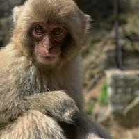 地獄谷野猿公苑の写真・動画_image_134025