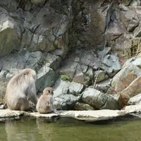地獄谷野猿公苑の写真・動画_image_134026