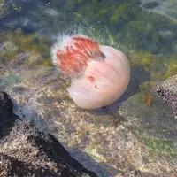佐渡いろいろの写真・動画_image_13417