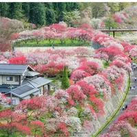 月川温泉の花桃の写真・動画_image_134324