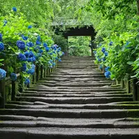 明月院（あじさい寺）の写真・動画_image_134587