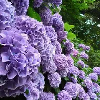 明月院（あじさい寺）の写真・動画_image_134588