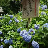 明月院（あじさい寺）の写真・動画_image_134591