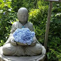 明月院（あじさい寺）の写真・動画_image_134592