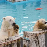 円山動物園の写真・動画_image_13667